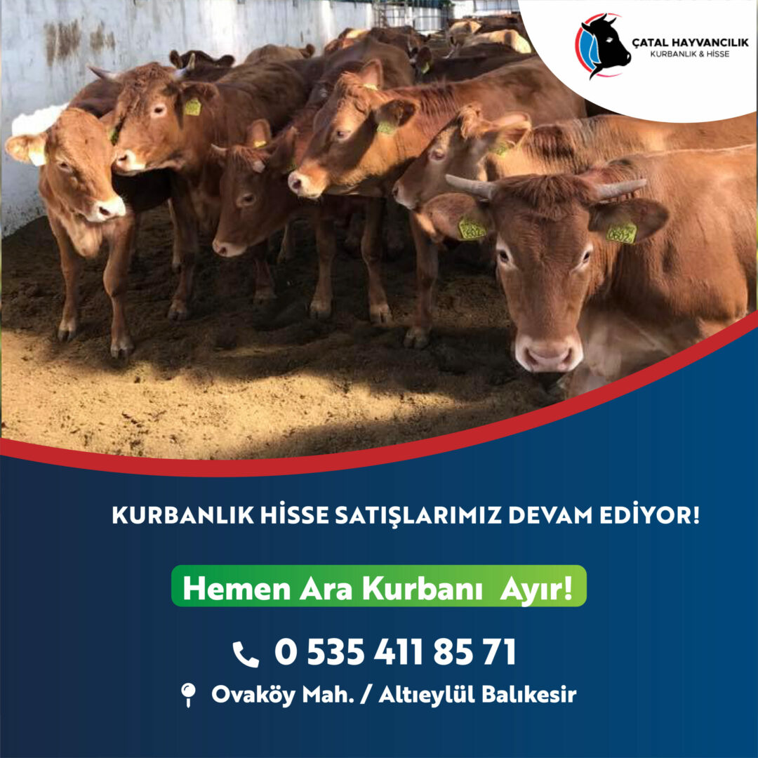 catal hayvancilik balikesir kurbanlik kurban hisse
